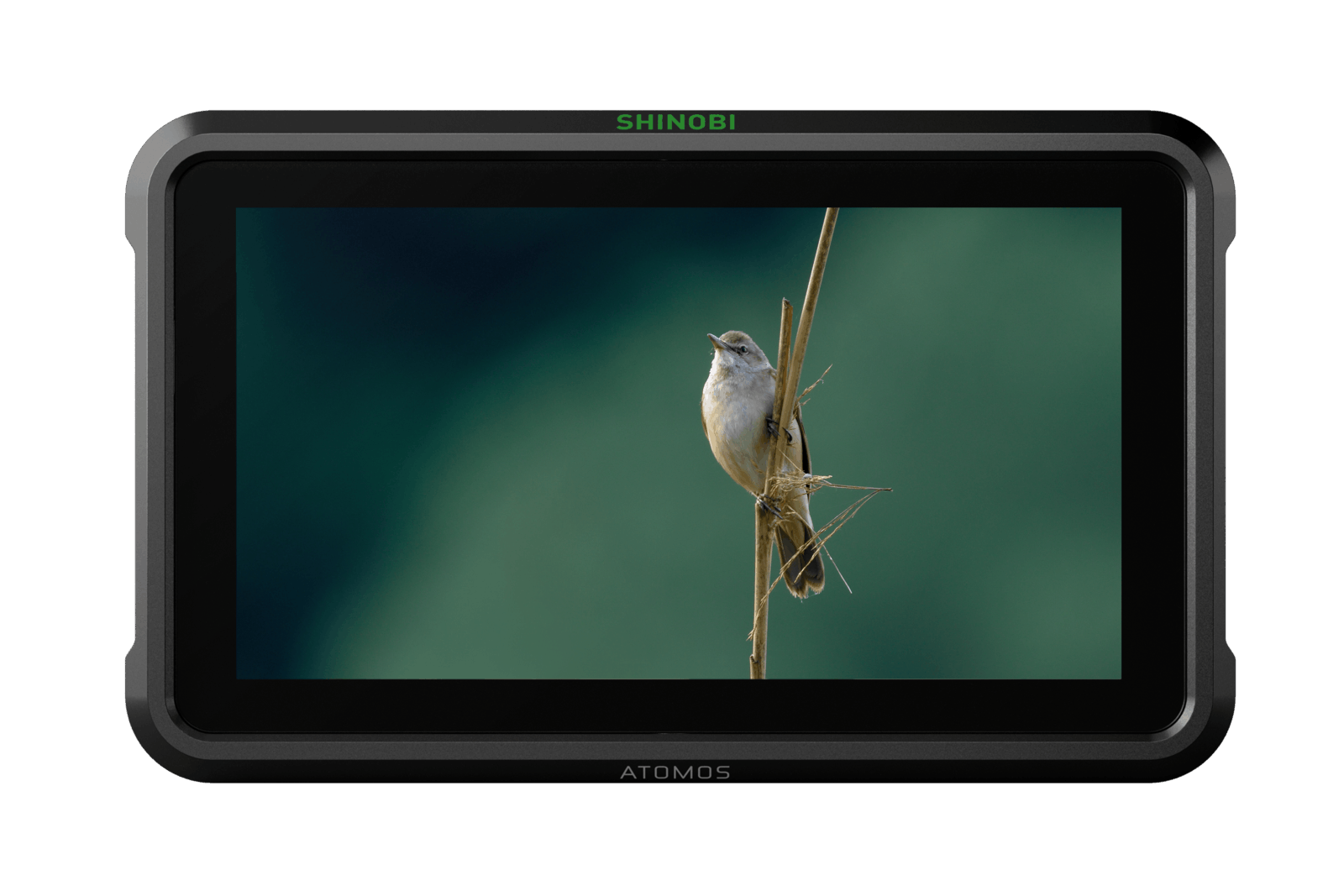 Monitor y grabador Atomos Shogun